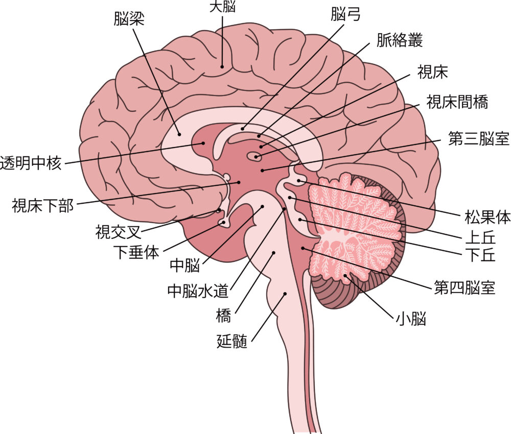 脳構造図