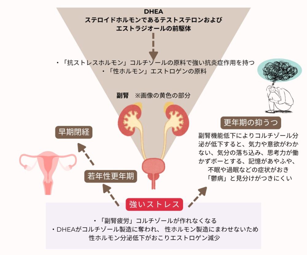 副腎疲労